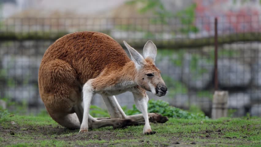 Static close-up shot of a red kangaroo settling down to sit on green grass.