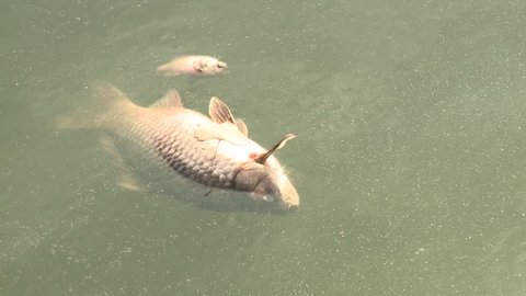FISH DEAD KILLED FROM POLLUTED WATER IN LAKE POND 1080 HD 1920x1080 HIGH DEFINITION STOCK VIDEO FOOTAGE CLIP
