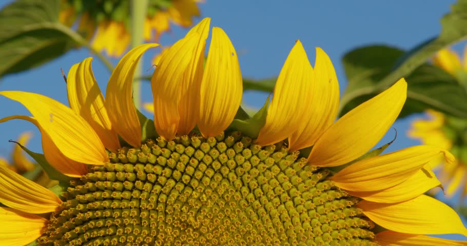 Blooming Sunflowers in a Sunflower Field