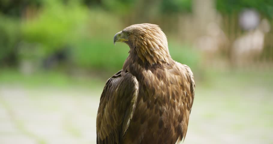 Golden eagle perches and turns head at Jeju Flower Bird Park Hwajoowon, Jeju Island, in close-up shot with blurred green background