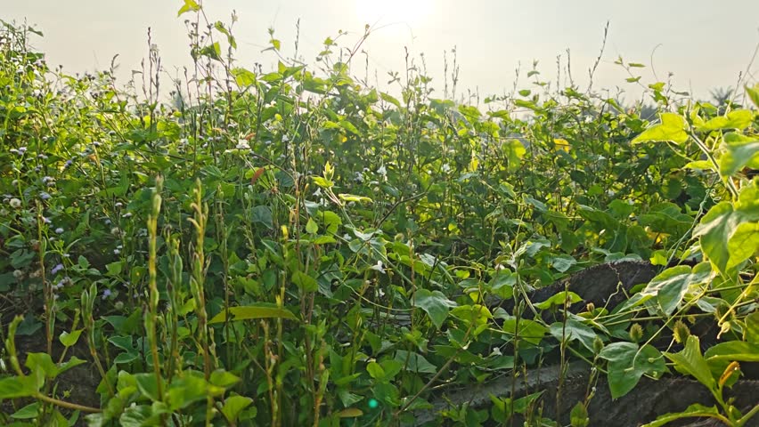 bright sunrise background with bushy landscape meadow scene in the foreground.