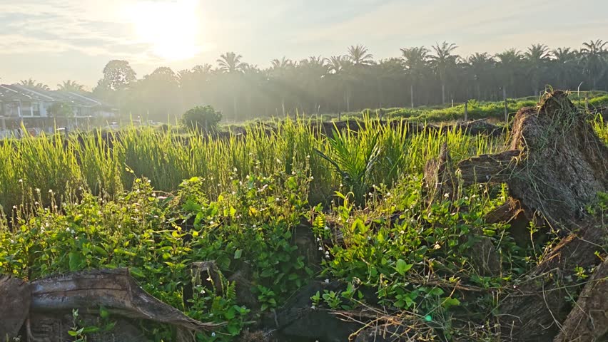 bright sunrise background with bushy landscape meadow scene in the foreground.
