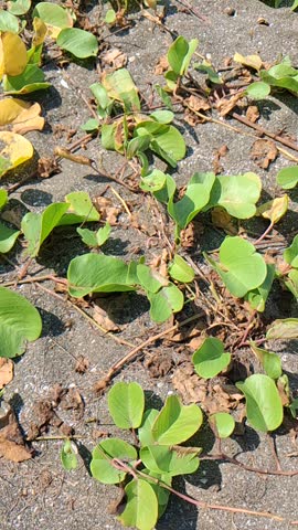 Green beach morning glory plants spread across black sand outdoors during the day.