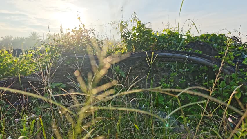 bright sunrise background with bushy landscape meadow scene in the foreground.