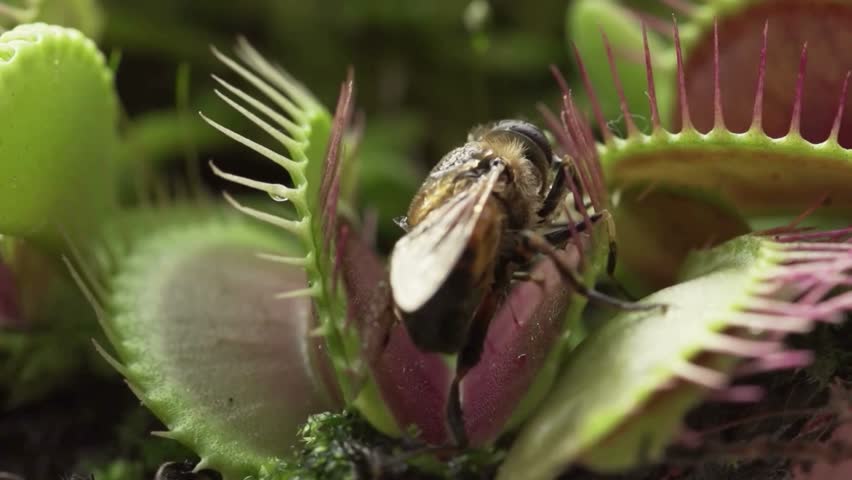 Venus flytrap plant tightly closed around a trapped insect prey