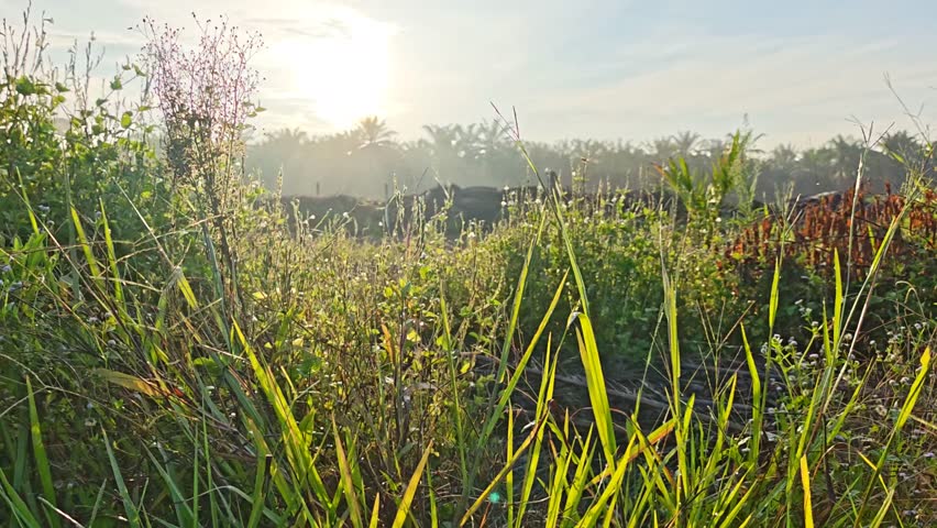 bright sunrise background with bushy landscape meadow scene in the foreground.