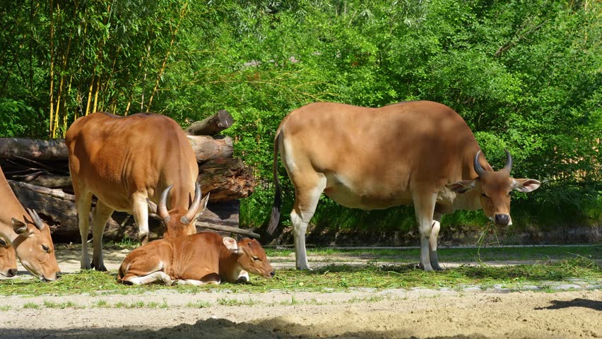 Banteng, Bos javanicus or Red Bull. It is a type of wild cattle But there are key characteristics that are different from cattle and bison: a white band bottom in both males and females.