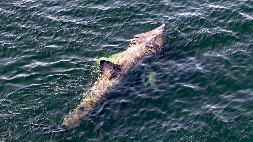 Aerial view of basking sharks at Muckross Head ,Donegal - Ireland