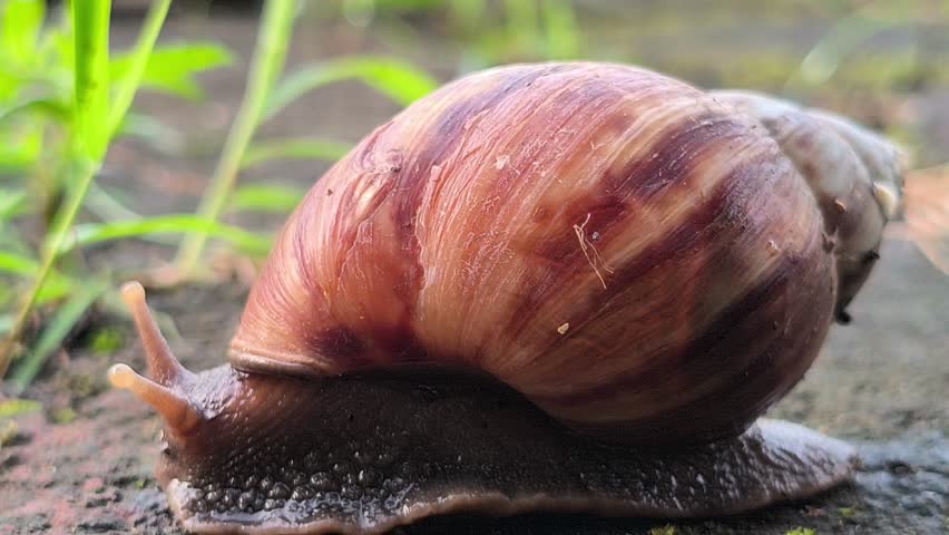 A red slug slowly crawling across a paved surface, highlighting its distinctive body texture and natural movement in an outdoor environment after damp or rainy conditions.