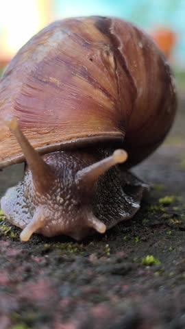 A red slug slowly crawling across a paved surface, highlighting its distinctive body texture and natural movement in an outdoor environment after damp or rainy conditions.