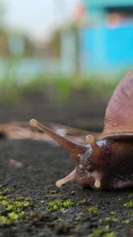 A red slug slowly crawling across a paved surface, highlighting its distinctive body texture and natural movement in an outdoor environment after damp or rainy conditions.