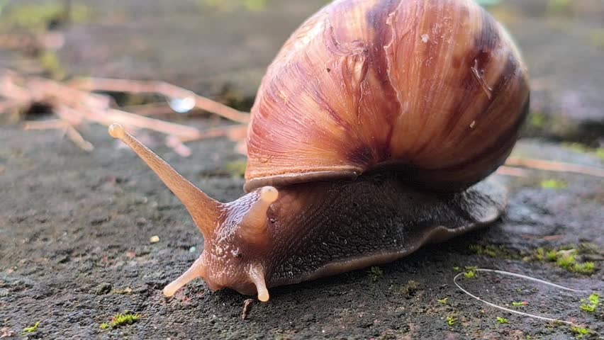 A red slug slowly crawling across a paved surface, highlighting its distinctive body texture and natural movement in an outdoor environment after damp or rainy conditions.