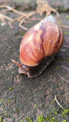 A red slug slowly crawling across a paved surface, highlighting its distinctive body texture and natural movement in an outdoor environment after damp or rainy conditions.
