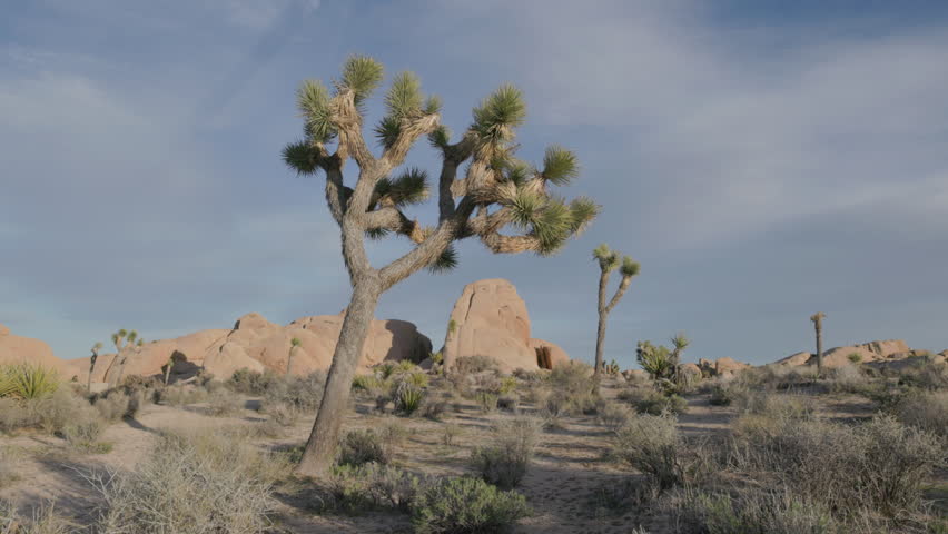 a low angle view of a joshua tree during a spring afternoon at joshua tree national park in california, usa