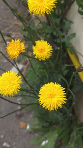 Beautiful yellow dandelion flowers blooming outdoors in spring, close up