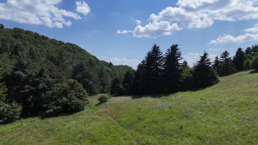 Green meadow with evergreen and deciduous trees at the edges, wooded hills in the background and blue sky with scattered clouds