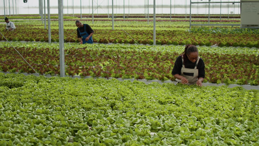 Agricultural worker cultivating organic lettuce checking for crop pests in hydroponic environment, showing crop inspection and quality control for fresh produce supply.