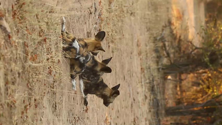 Wild African wild dog (Lycaon pictus) running in natural habitat, Zimbabwe, southern Africa. Painted wolf at full speed on the African savanna. Uncaged, free-roaming wildlife videography. Natural light. No captivity.
