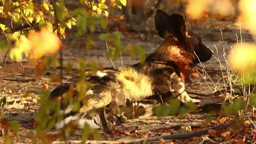 Wild African wild dog (Lycaon pictus) running in natural habitat, Zimbabwe, southern Africa. Painted wolf at full speed on the African savanna. Uncaged, free-roaming wildlife videography. Natural light. No captivity.