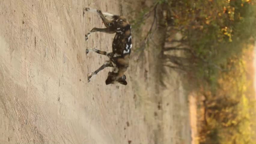 Wild African wild dog pack (Lycaon pictus) on a road in natural habitat, Zimbabwe, southern Africa. Painted wolf pack crossing or resting on a dirt road through the African bush. Documentary wildlife videography. Natural light. No captivity.