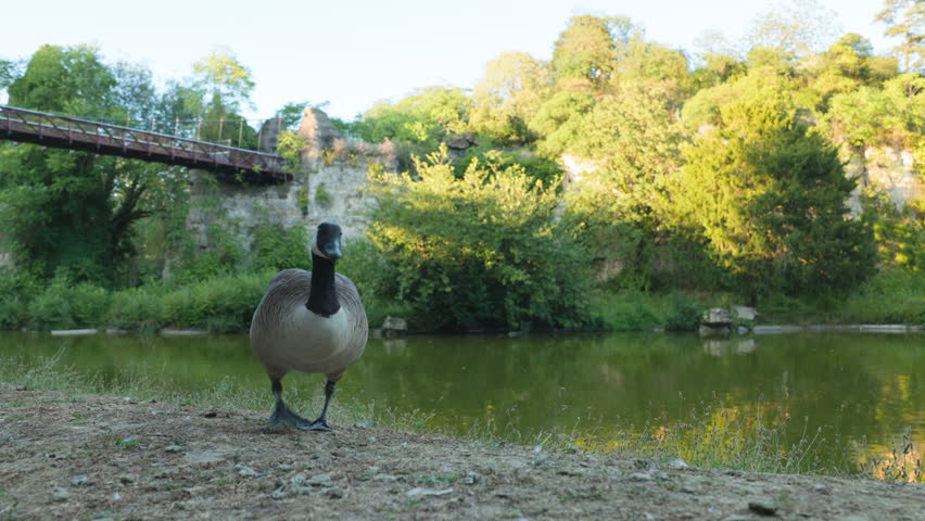Canada Goose Walking Towards Camera by Lake with Suspension Bridge at Parc des Buttes-Chaumont