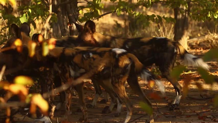 Wild African wild dog pack (Lycaon pictus) in natural habitat, Zimbabwe, southern Africa. Painted wolf pack together in the wild on the African savanna. Uncaged, free-roaming wildlife videography. Natural light. No captivity.