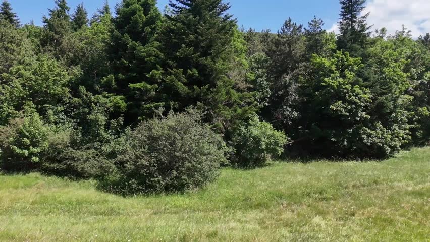 A green meadow with evergreen and deciduous trees, at the foot of a wooded hill beneath a blue sky with scattered clouds. A bright and pristine natural landscape.