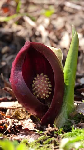 Skunk cabbage in the spring forest.