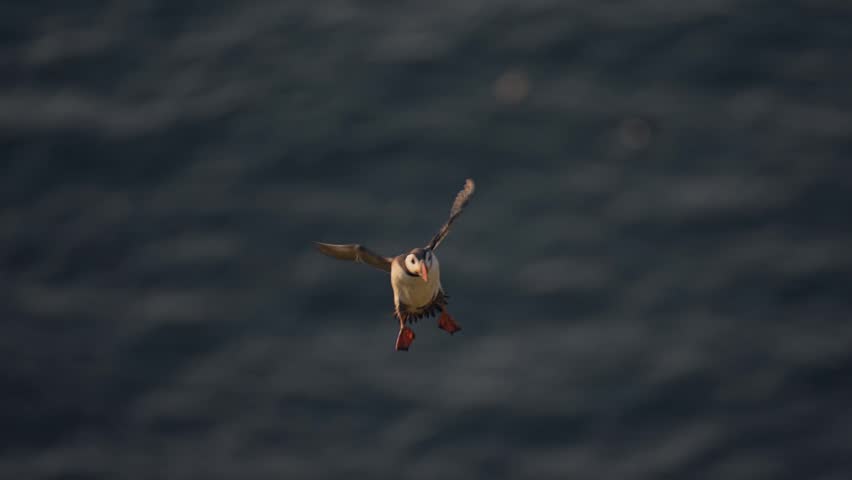 Slow Motion Puffin Flying and Landing, Atlantic Puffin In Flight and Landing at its Burrow on Land on the Coast of Skomer Island, UK Birds and Wildlife