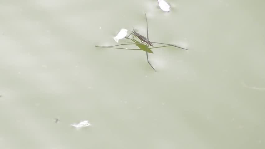 single water strider on the lake