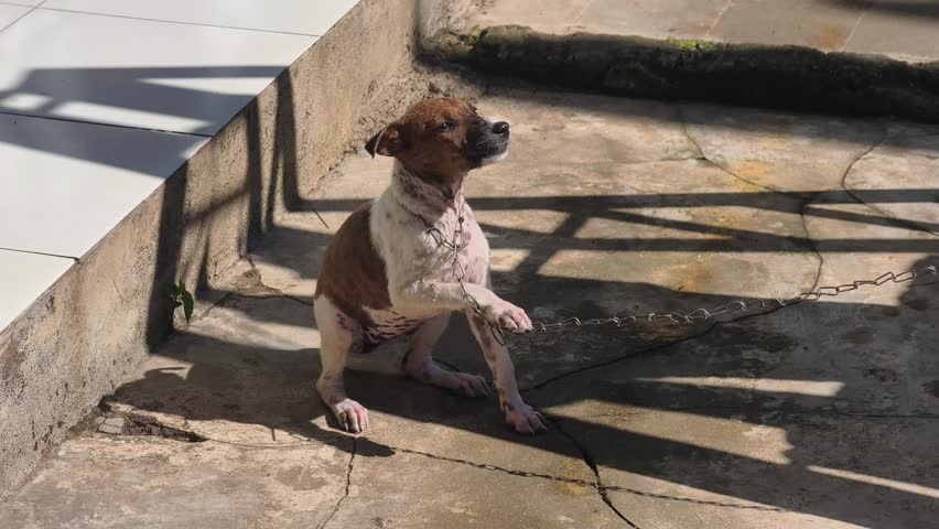A puppy tied with an iron chain