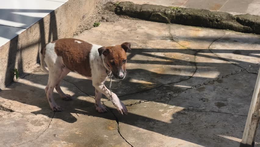 A puppy tied with an iron chain