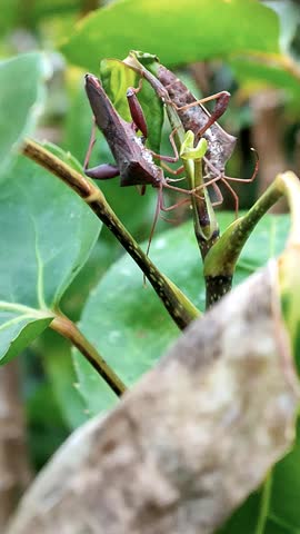 two brown leaf-footed bug resting on the twig