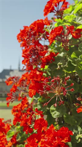 Vertical View Of Peace Palace With Red Geraniums In The Hague Netherlands 