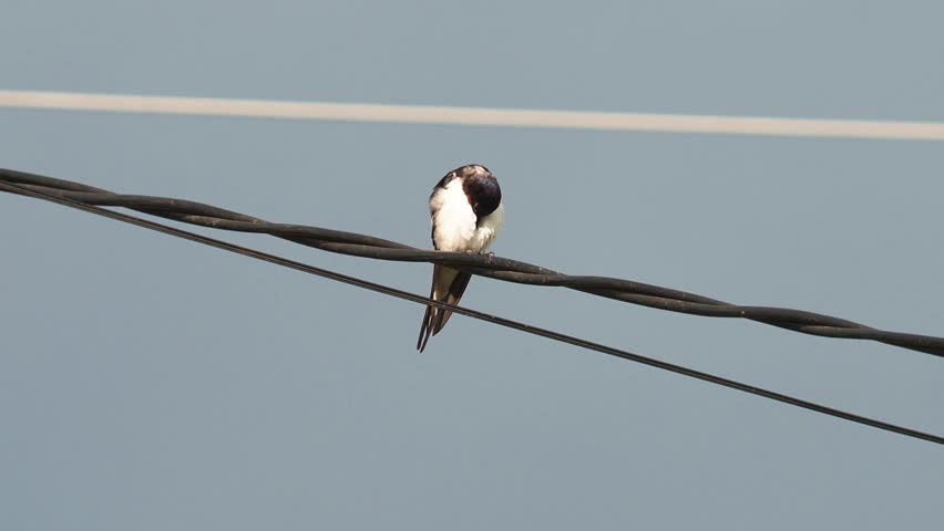 Female barn swallow (Hirundo rustica) grooming its plumage while perched on a wire before taking off.