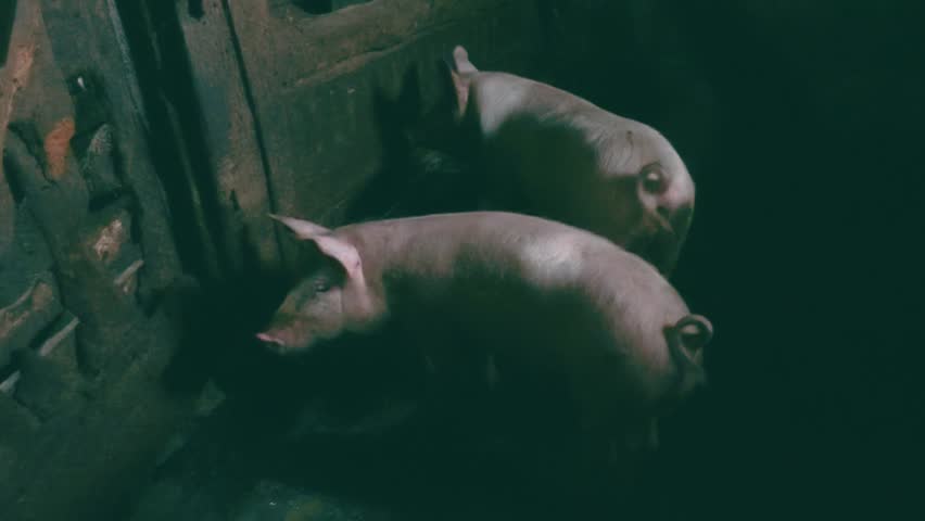 Domestic Pigs in a Pigsty on a Farm. Livestock Farming. 4K