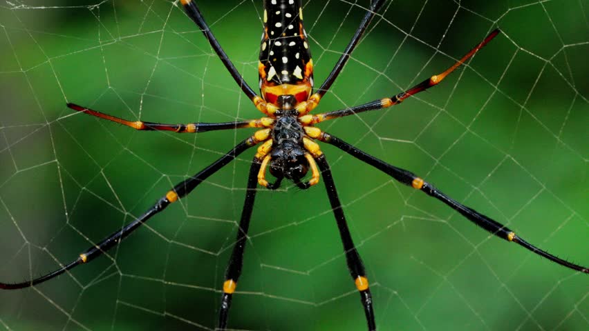 Giant wood spider nephila pilipes eating prey on web close up.