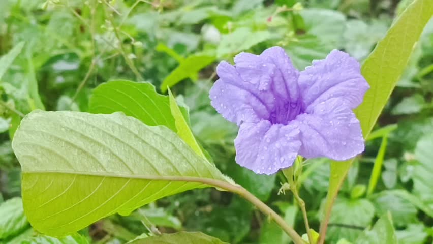 Beautiful purple flower with water droplets on petals after rain