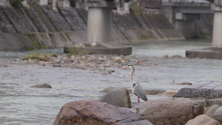 heron, bittern ,egret bird stand beside the river waiting for fish to be a food Takayama Japan