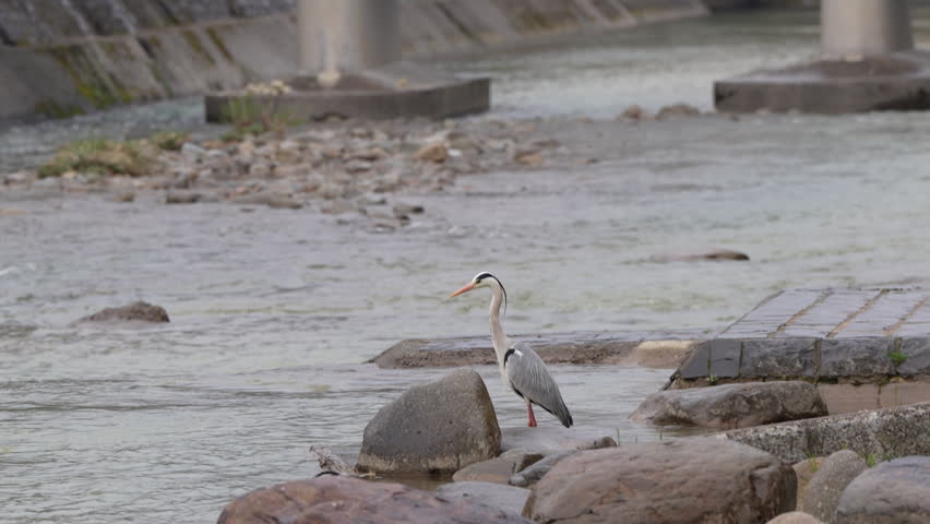 heron, bittern ,egret bird stand beside the river waiting for fish to be a food Takayama Japan