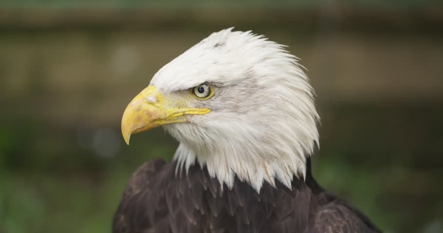 Extreme close-up of bald eagle head in slow motion turning to stare at camera with white head and yellow beak against dark green background at Jeju Flower Bird Park Hwajoowon Korea