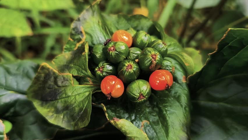 4K closeup view of wild green and orange berries growing on a plant in the forest.