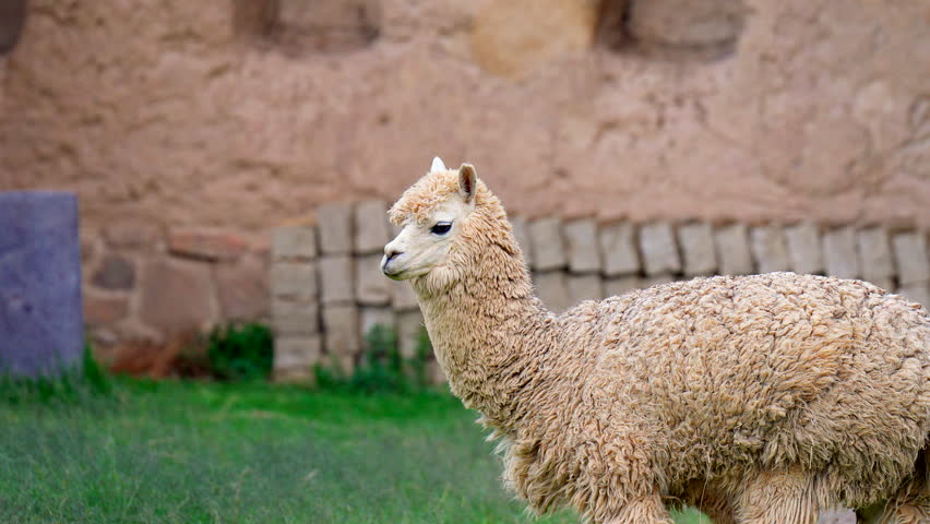 Cream colored alpaca standing near stone walls at Ollantaytambo ruins, telephoto backdrop of animal grazing