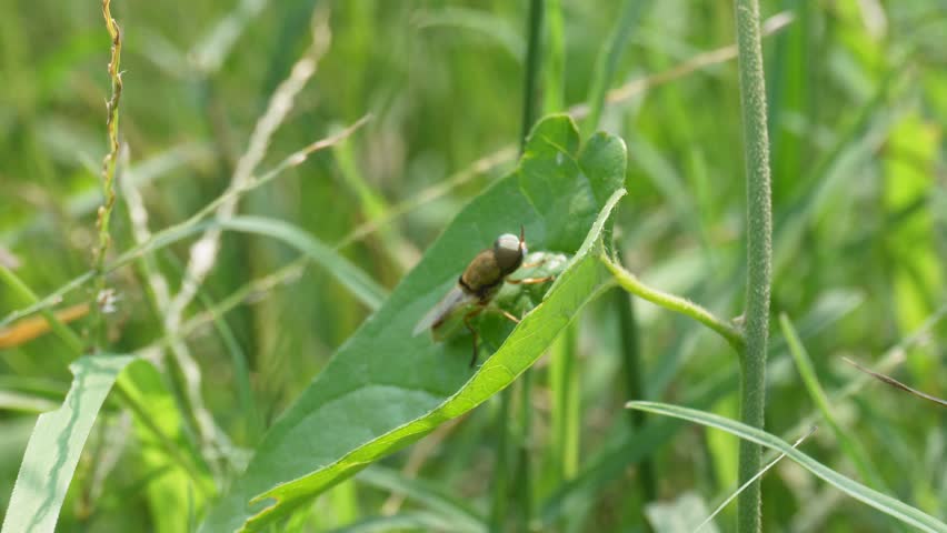 Macro Close Up of Fly on Green Leaf