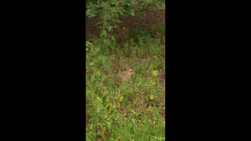 Wild Rabbit Moving Through Dense Greenery