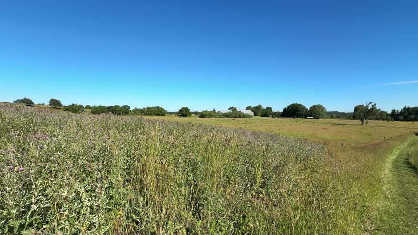 Peaceful rural landscape with green summer meadow