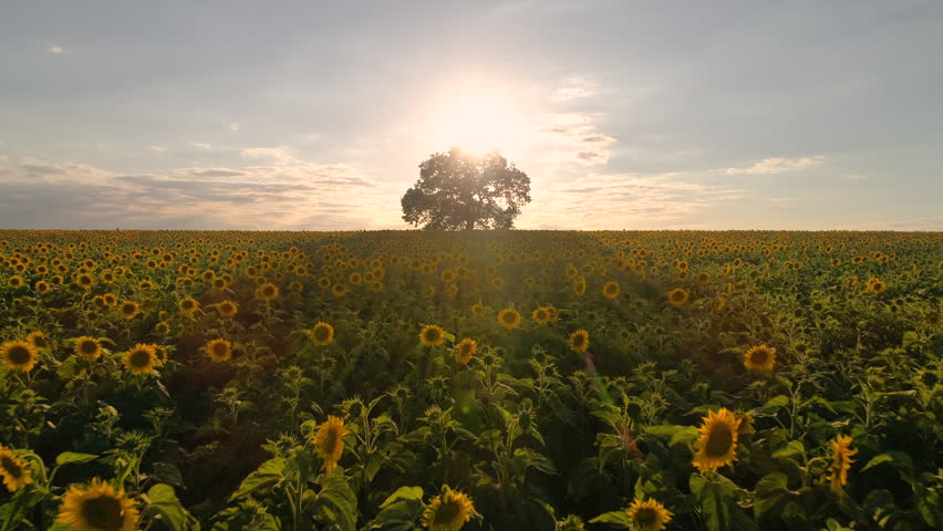 Field of blooming sunflowers and tree on a background sunset