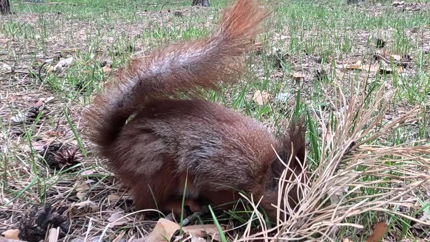 A close-up red squirrel remains motionless on forest grass, holding an alert pose, twitching slightly, staring curiously into the camera, and observing quietly in natural daylight.