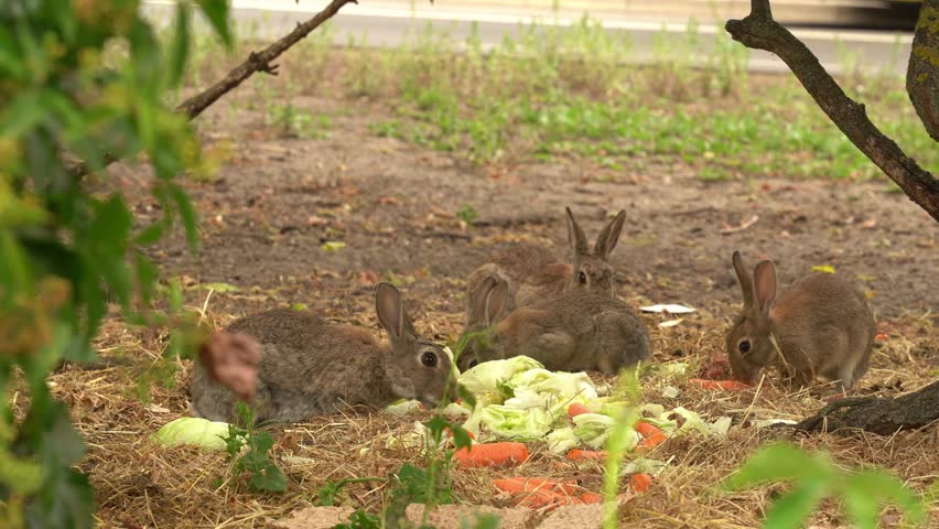 Wild Rabbit Feeding as Another Arrives in Berlin