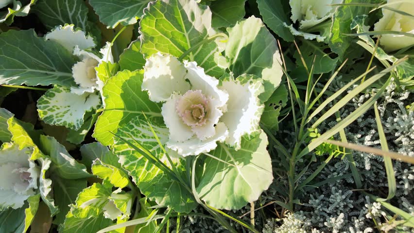 Zoom in on white ornamental kale flower with ruffled leaves and pink center detail.
